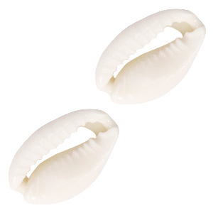 Muschel Perlen Kauri Naturel white