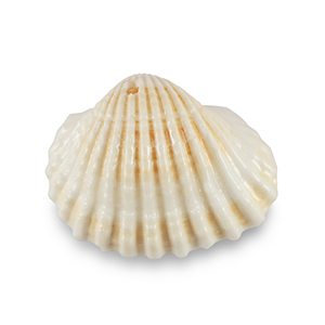 Muschel Anh&auml;nger Specials Jakobsmuschel Creamy white