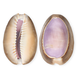 Muschel Anh&auml;nger Specials Kauri Purple-brown