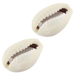 Muschel Kauri Ivory-grey